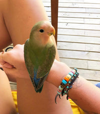 Carlotta forte beads bracelet with storm lurex tie cord and 18k yellow gold caps presented near a parakeet